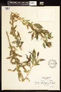 Salix amygdaloides image