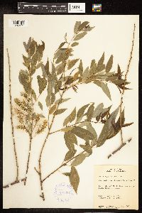 Salix amygdaloides image