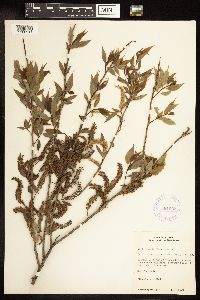 Salix amygdaloides image