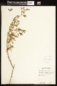 Salix amygdaloides image