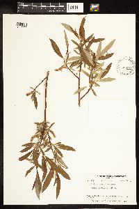 Salix arbusculoides image