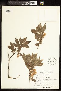 Salix bebbiana image