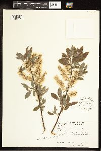 Salix bebbiana image