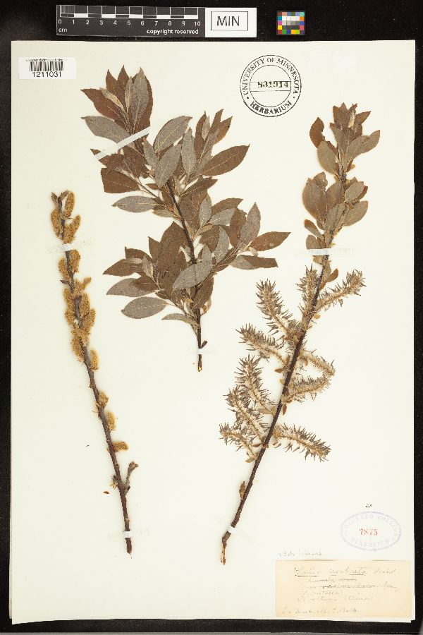 Salix bebbiana image
