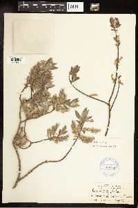 Salix bebbiana image