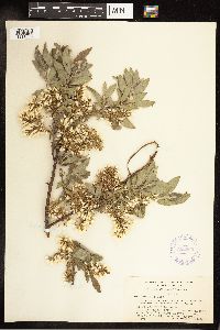 Salix bebbiana image