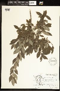 Salix bebbiana image