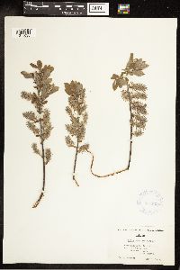 Salix bebbiana image