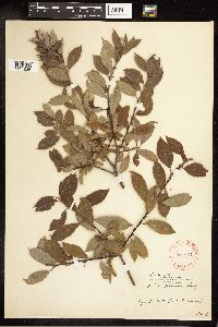 Salix bebbiana image