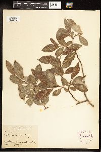 Salix bebbiana image