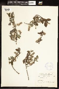 Salix bebbiana image