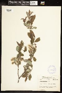 Salix bebbiana image