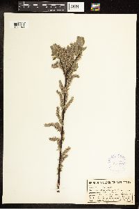 Salix bebbiana image