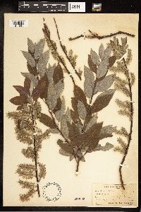 Salix bebbiana image