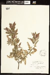 Salix bebbiana image