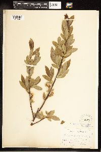 Salix bebbiana image