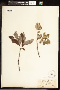 Salix bebbiana image