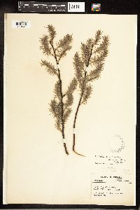 Salix bebbiana image