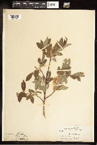 Salix bebbiana image