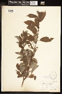 Salix bebbiana image