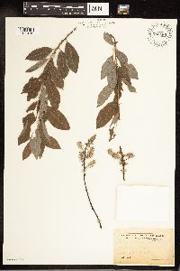 Salix bebbiana image