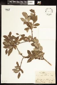 Salix bebbiana image