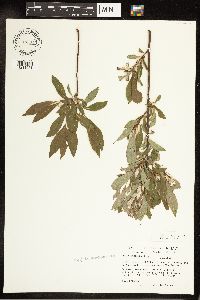 Salix bebbiana image