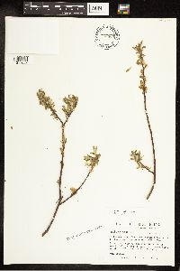 Salix bebbiana image
