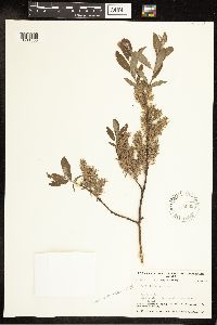 Salix bebbiana image