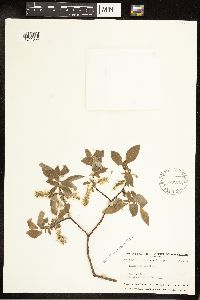 Salix bebbiana image