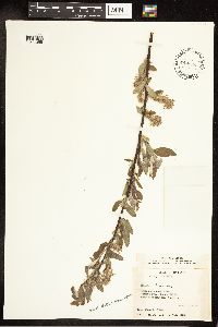 Salix bebbiana image
