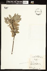 Salix bebbiana image