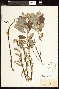 Salix bebbiana image