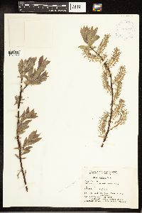 Salix bebbiana image