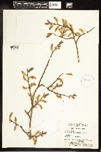 Salix bebbiana image