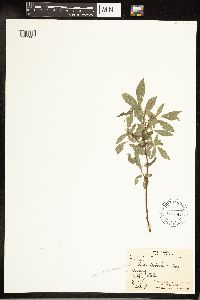 Salix bebbiana image