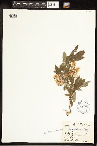 Salix bebbiana image