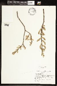 Salix bebbiana image