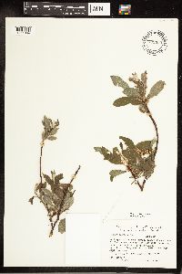 Salix bebbiana image
