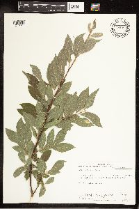 Salix bebbiana image