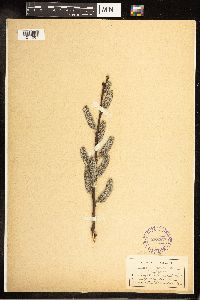 Salix bebbiana image
