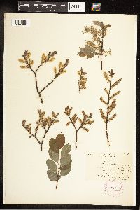 Salix bebbiana image