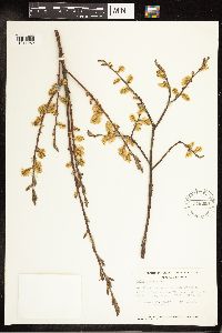 Salix bebbiana image