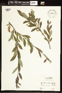 Salix bebbiana image
