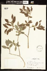 Salix bebbiana image