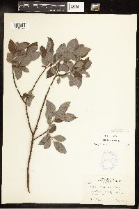 Salix bebbiana image