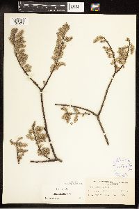 Salix bebbiana image