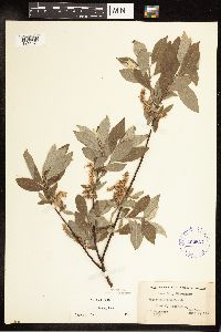 Salix bebbiana image