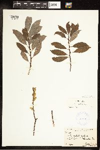 Salix bebbiana image