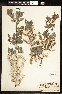 Salix bebbiana image